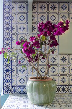 a potted plant with purple flowers sitting on a table in front of blue and white tiles