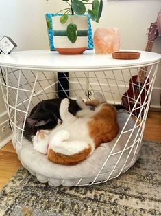 two cats sleeping in a wire basket on the floor next to a table with potted plants