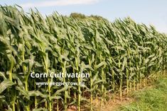 a corn field is shown with the sky in the background and green grass growing on both sides