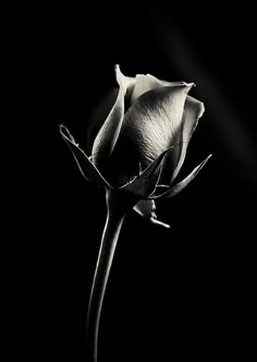 a black and white photo of a single rose