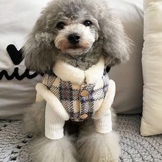 a poodle wearing a coat and sweater sits on the floor in front of pillows