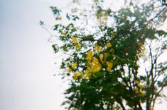 a bird is perched on the branch of a tree with yellow flowers in the foreground