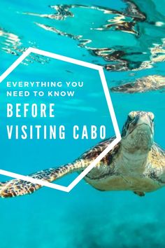 a turtle swimming in the ocean with text overlay reading everything you need to know before visiting cabo