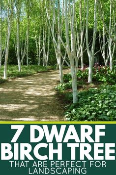 Birch Tree Lined Driveway, Birch Tree In Garden, Silver Birch Garden Design, Birch Tree Landscaping Backyards, Trees And Shrubs Landscaping, Birch Tree Railing, Birch Tree Planting, Birch Tree And Evergreen Landscaping, Weeping Birch Tree Landscaping