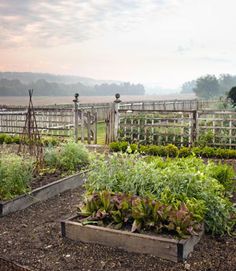 an outdoor vegetable garden with lots of plants