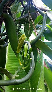 the bananas are still growing on the tree