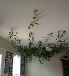 a living room with plants hanging from the ceiling