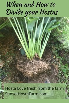 green plants growing out of the ground with text overlay that reads, when and how to divide your hostas