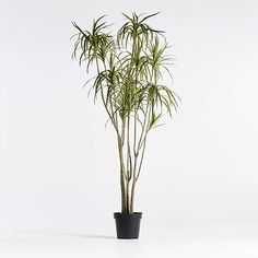 a tall potted plant sitting on top of a white floor next to a wall