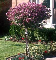 a tree that is in the middle of some flowers