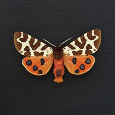 Beautifully patterned real Garden Tiger moth, Arctia caja from Poland, presented in a handmade 5"x5" wood frame.  Professionally mounted on black paper. Wingspan measures 2.3 inches. You will receive the exact same perfect framed specimen shown in the photos. Curious Kingdom has been lovingly crafting our handmade insect frames for over a decade.  We have provided these natural displays for nature enthusiasts, museums, and television and film sets.    Most of our insects are ethically sourced fr Garden Tiger Moth, Tiger Moth, Moon Moth, Moth Art, Silver City, Butterfly Photos, Film Set, Black Paper, Taxidermy