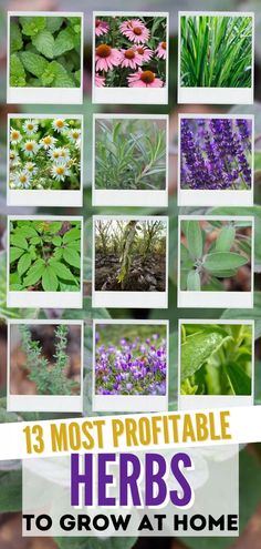 the cover of an article about herbs to grow at home