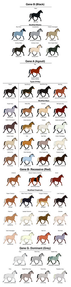 an image of horses running in different colors and sizes, with the names on each side