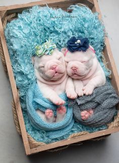 two puppies are laying on top of each other in a box with blue fur