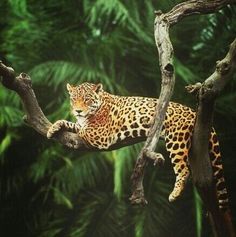 a leopard laying on top of a tree branch