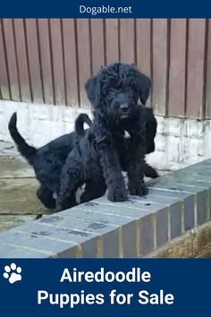 Airedoodle Puppies for Sale Hybrid Dogs, Purebred Dogs, Poodle Mix, Airedale Terrier, Mixed Breed, Dog Breed, Puppies For Sale, How To Find, Dog Breeds