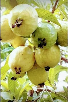 some green apples are hanging from a tree