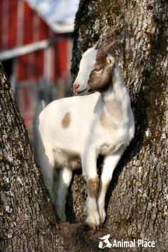 a baby goat is climbing up the side of a tree