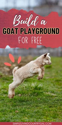 a dog jumping in the air with text overlay that says build a goat playground for free