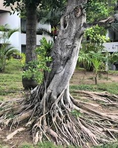 a tree with very large roots in front of a building