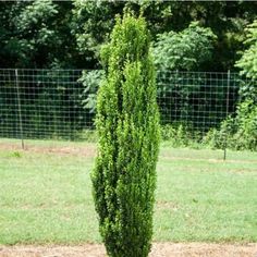 a tall green tree sitting in the middle of a field