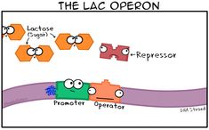 the lacc operon diagram with two faces and one eye looking at each other