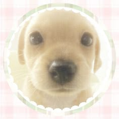 a close up of a dog's face with a circle around it that has the image of a puppy looking at the camera