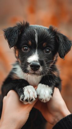 a small black and white puppy is being held by someone's hands in front of an orange brick wall