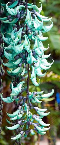 some very pretty green flowers hanging from a tree