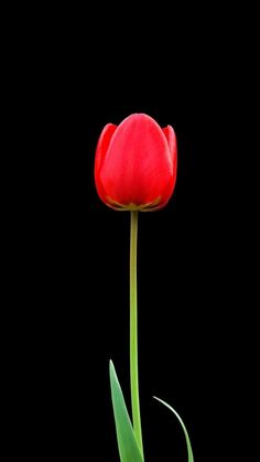 a single red tulip with green stems in front of a black background is shown