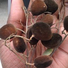 a person holding some kind of plant in their hand with it's leaves still attached