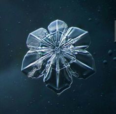 an ice flower is floating in the water