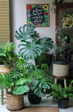 several houseplants are lined up on the floor