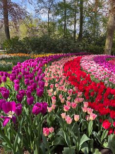 many different colored tulips are in the middle of a flower garden with trees