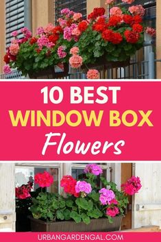 window box filled with flowers and the words 10 best window box flowers