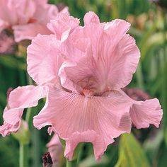 pink flowers are blooming in the garden