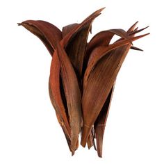 three brown leaves on a white background