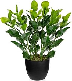 a potted plant with green leaves in it on a white background, is shown