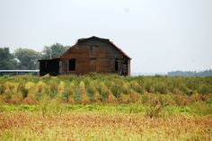 an old barn sits in the middle of a field with tall grass and trees behind it