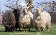 three horned sheep standing next to each other on a lush green field