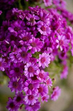 purple flowers are growing in the garden