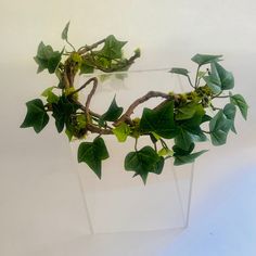 a plant with green leaves in a clear vase