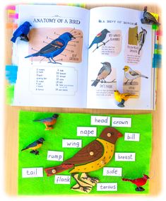 an open book with pictures of birds and words on the pages that read anatomy of a bird