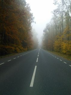 an empty road surrounded by trees in the fog