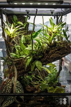 an aquarium filled with plants and rocks