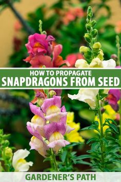 some pink and yellow flowers with the words how to propagate snapdragons from seed