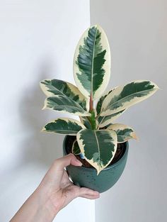 a hand holding a potted plant with white and green leaves