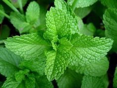 fresh mint leaves are growing in the garden