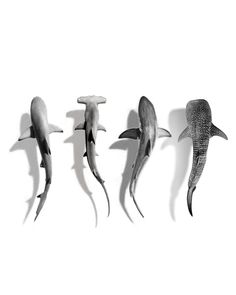 four different types of sharks are shown in this black and white photo, with one shark's tail sticking out