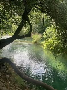 a river running through a lush green forest